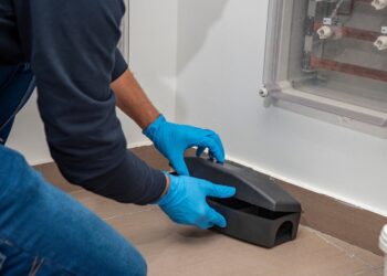 Reliable Pest Control in Chelmsford for Homes and Businesses