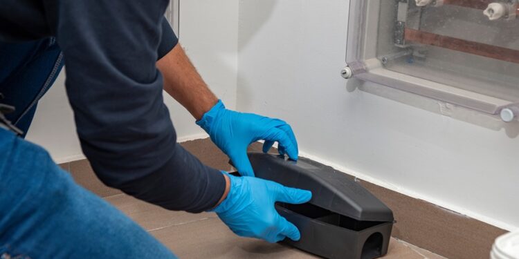 Reliable Pest Control in Chelmsford for Homes and Businesses