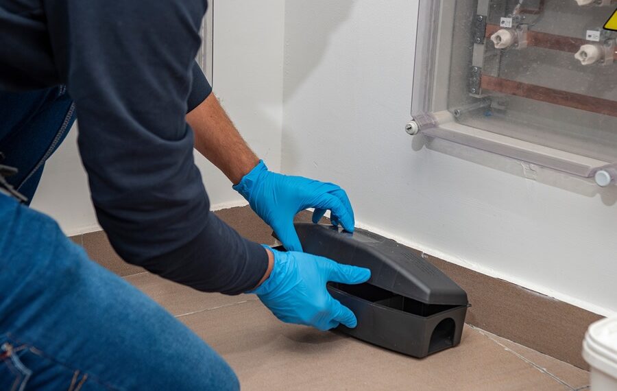 Reliable Pest Control in Chelmsford for Homes and Businesses